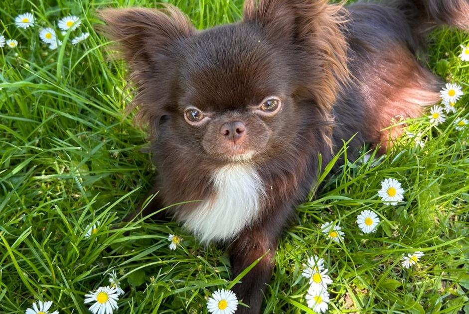 Disappearance alert Dog miscegenation Male , 1 years Villiers-sur-Marne France