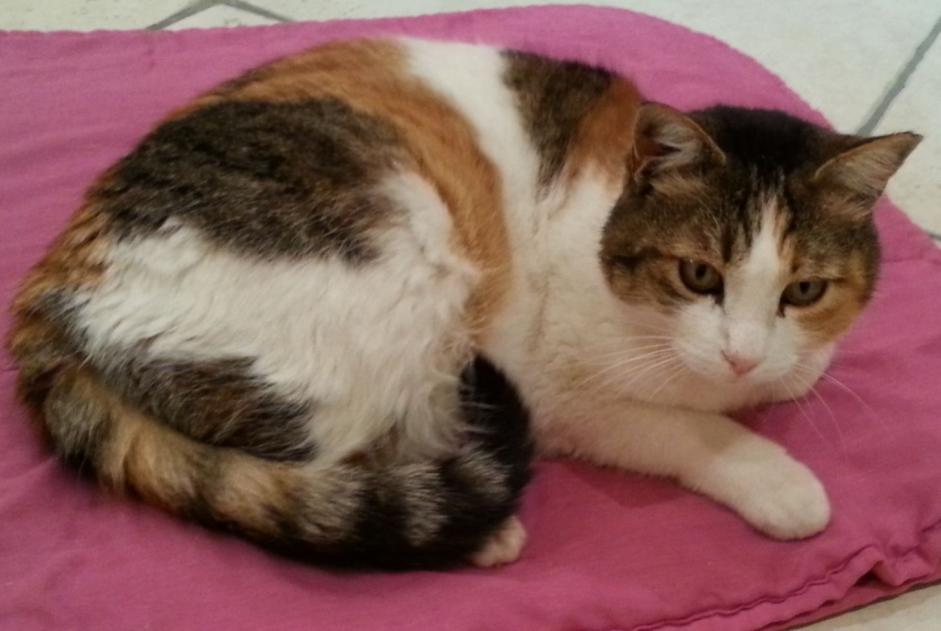 Alerta de Desaparición Gato  Hembra , 13 años Tullins Francia