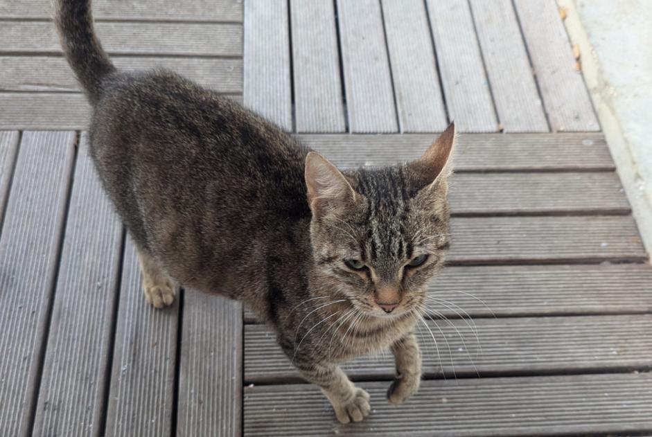 Alerta de Hallazgo Gato cruce Hembra Carnac Francia