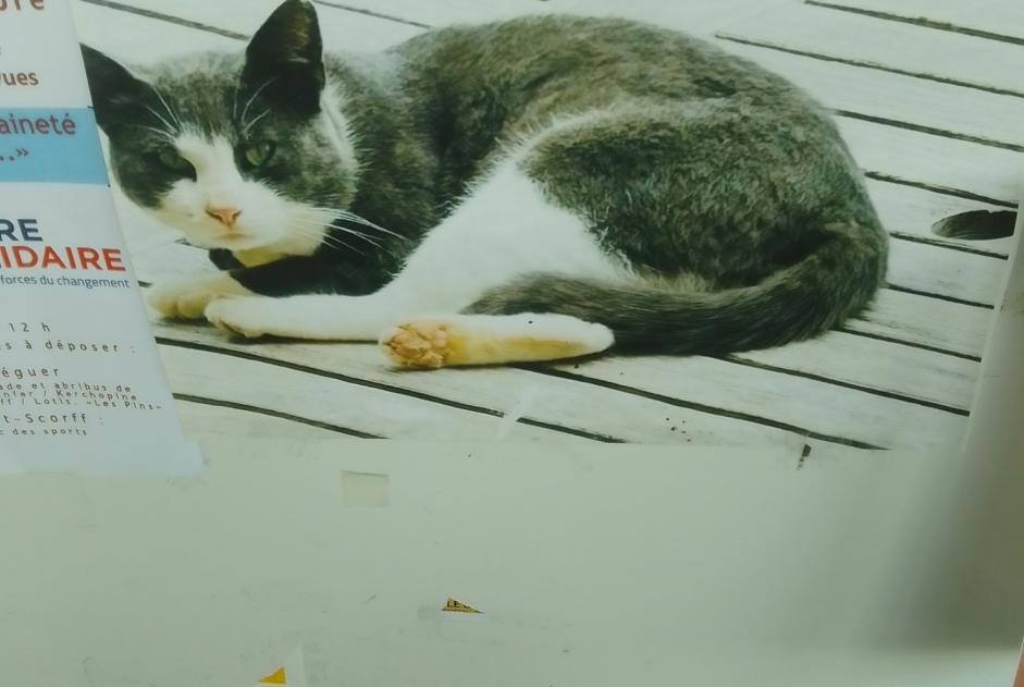 Alerta de Hallazgo Gato Macho Cléguer Francia