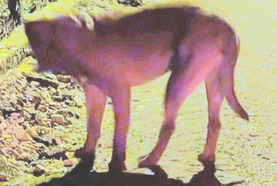 Alerta de Hallazgo Perro  Desconocido , 3 años Breurey-lès-Faverney Francia