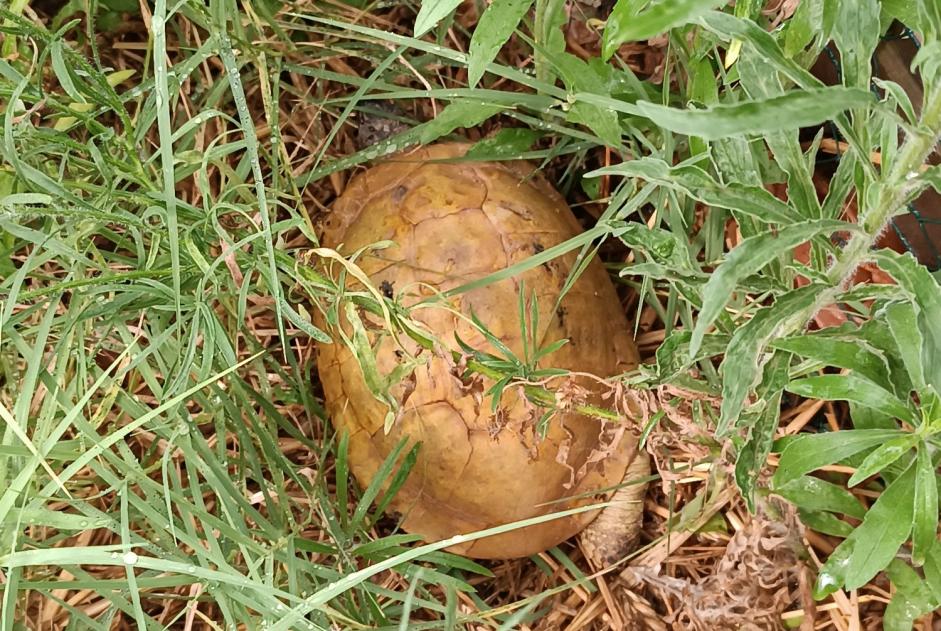 Alerta de Hallazgo Tortuga Desconocido Simiane-Collongue Francia