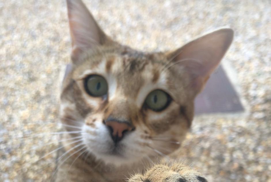 Alerte Disparition Chat  Femelle , 1 ans Mouriès France