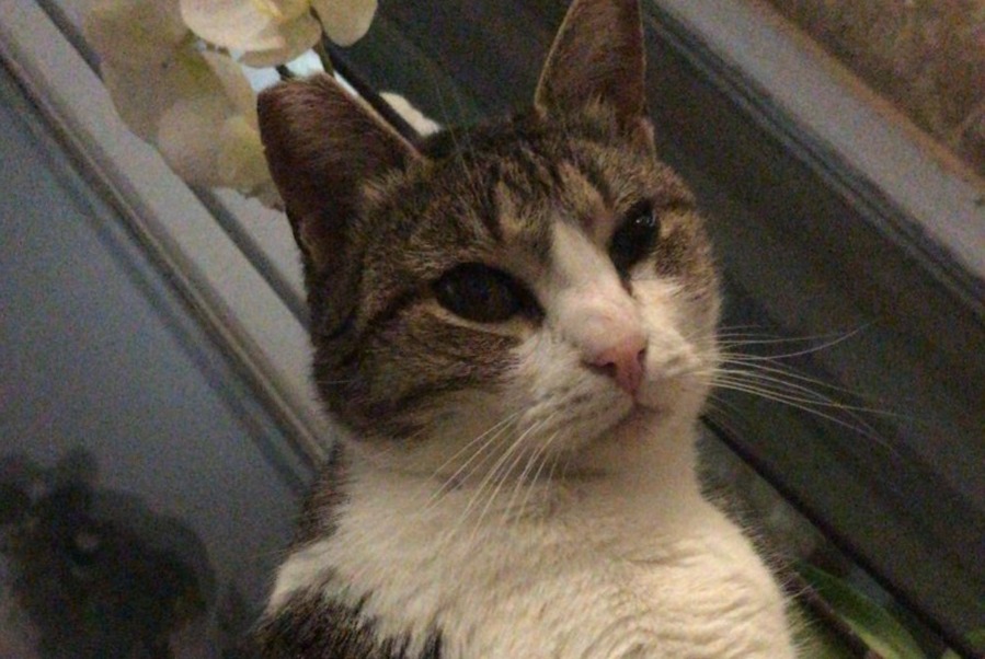 Alerte Disparition Chat Femelle , 5 ans Marseille France