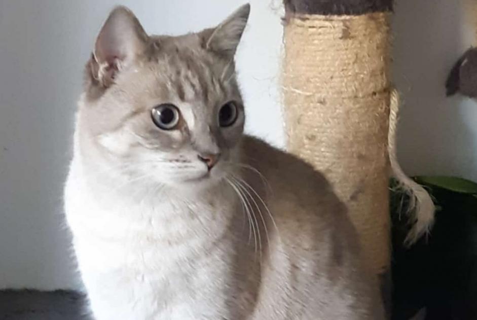 Alerte Disparition Chat croisement Femelle , 8 ans Boutigny-sur-Essonne France