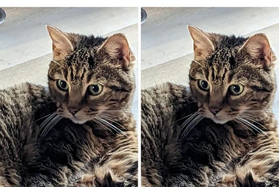 Alerte Disparition Chat croisement Femelle , 11 ans Choisy-le-Roi France