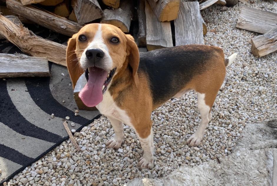 Avviso Ritrovamento Cane  Maschio Longèves Francia