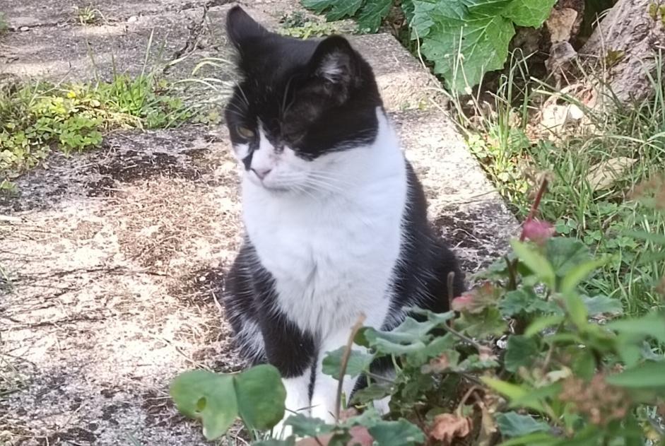 Avviso scomparsa Gatto Femmina , 9 anni Vigneux-sur-Seine Francia