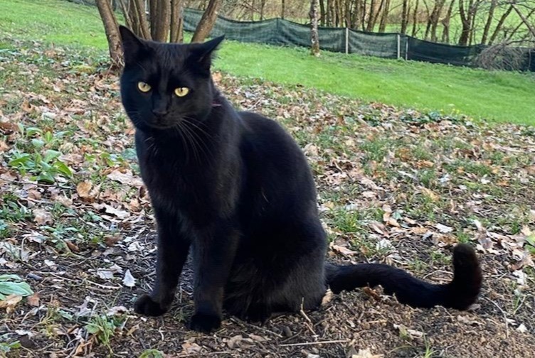 Avviso scomparsa Gatto  Maschio , 3 anni Montesquiou Francia