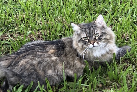 Avviso scomparsa Gatto  Femmina , 2 anni L'Haÿ-les-Roses Francia