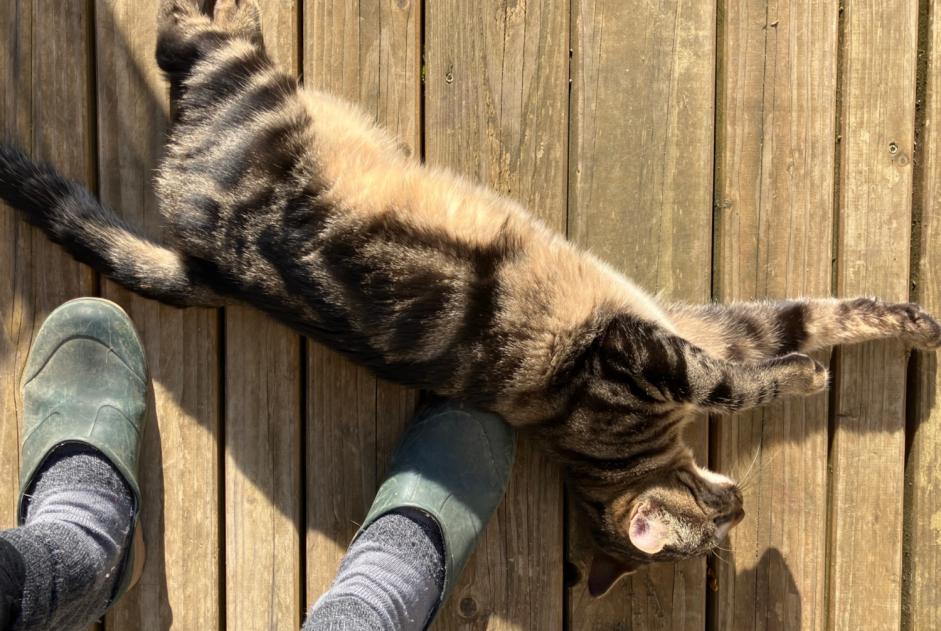 Avviso Ritrovamento Gatto incrocio di razze Maschio Saintry-sur-Seine Francia